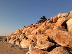 Pine tree at the top of rocks