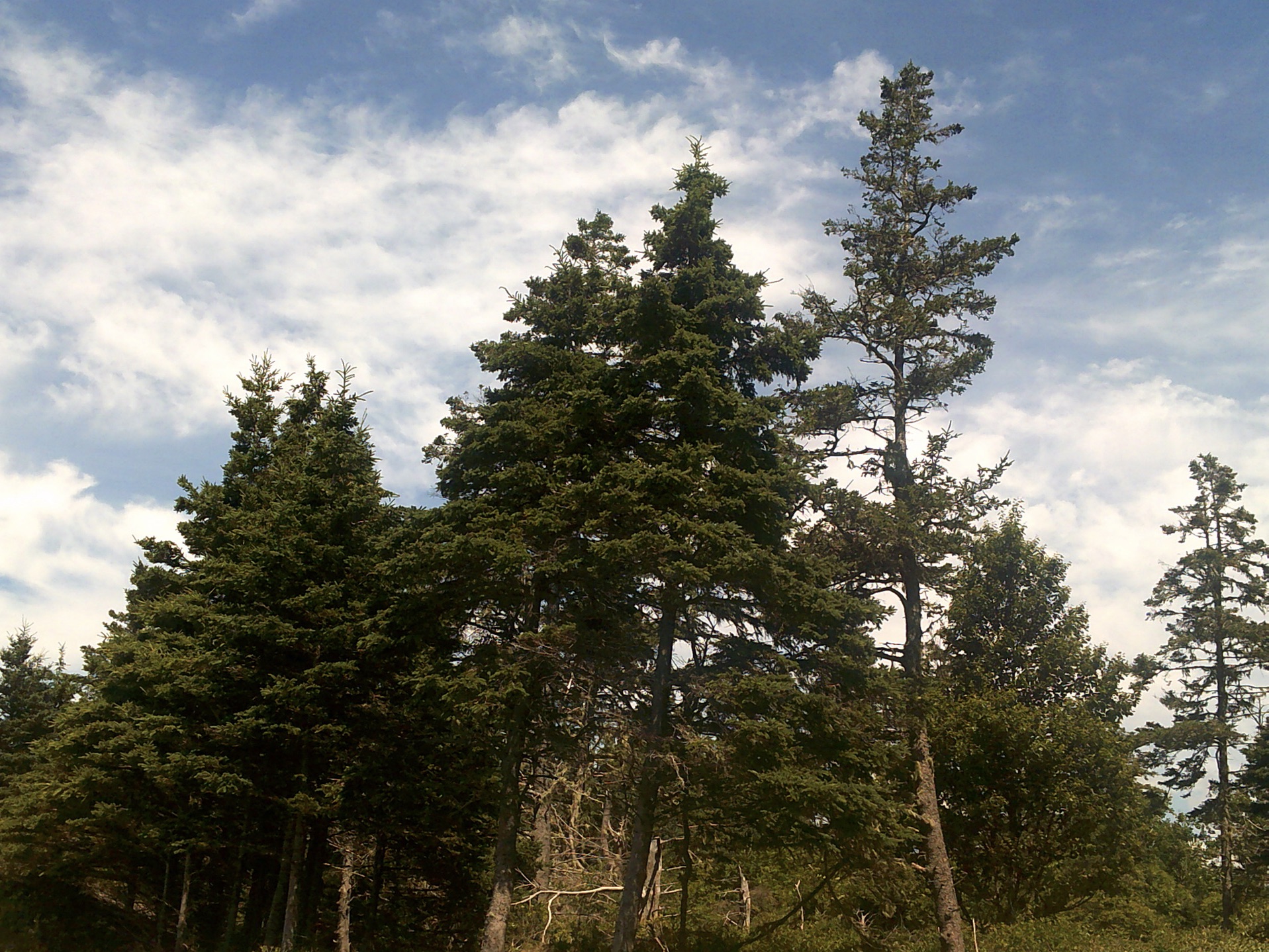 Trees going up to the clouds